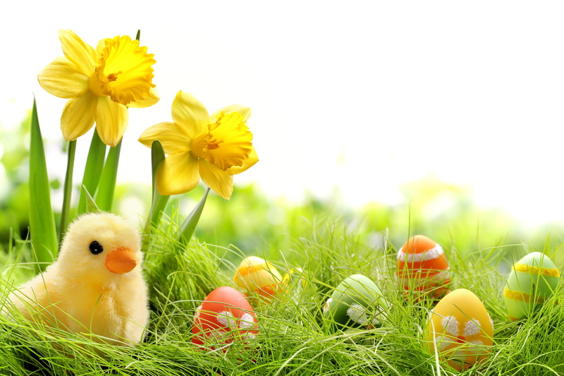 Easter, chik, colorful, painted, eggs, 5K, spring, daffodils, grass, springer, flowers
