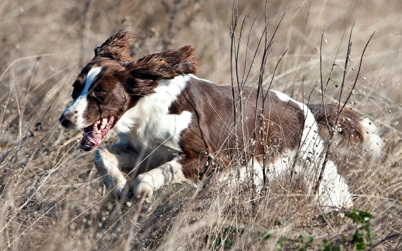 dog, nature, fun, vertebrate, outdoors, field, no People, mammal, liver, spaniel, rural Scene, farm, springer, jogging, domestic, day, domestic Animals