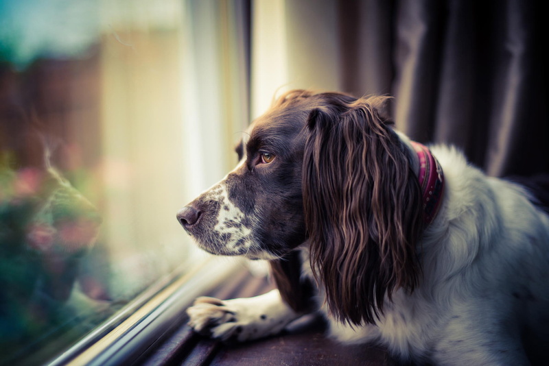one Animal, day, springer, no People, domestic Animals, muzzle, sadness, animal Head, english, glass - material, vertebrate, domestic, looking through window