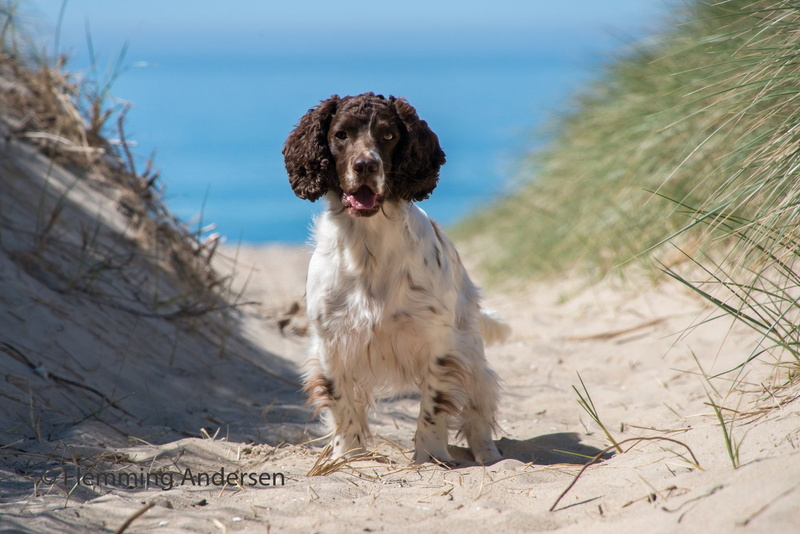 Dogs, 1080P, English Springer Spaniel