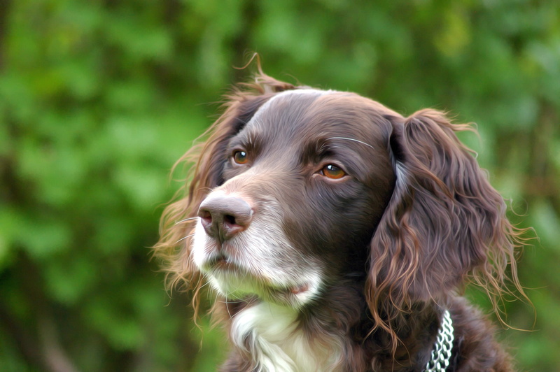 looking, animal eye, animal body part, focus on foreground, münsterländer, white, photography, 2K, hide nose, english, looking away, domestic, hunting dog