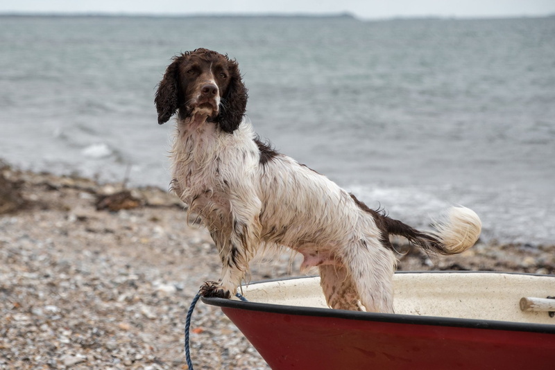 English Springer Spaniel, 1080P, Dogs