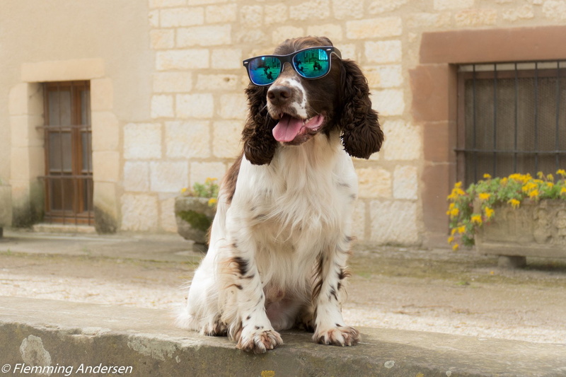 English Springer Spaniel, Dogs, 1080P
