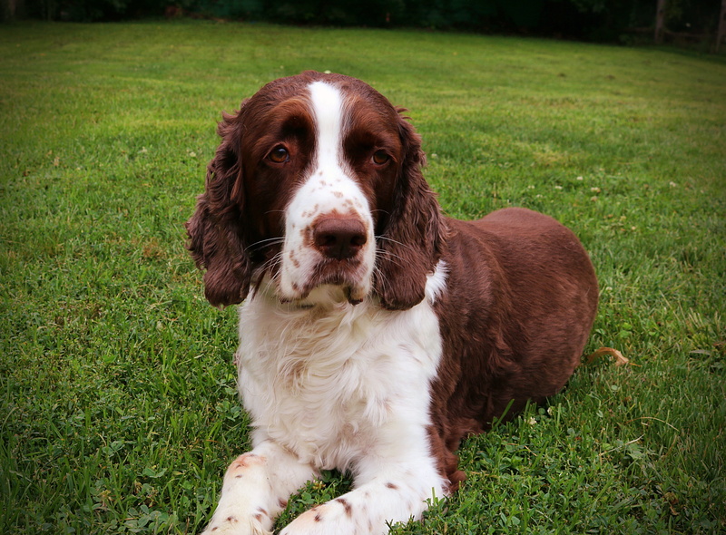 one animal, green color, field, nature, plant, outdoors, snout, portrait, spaniel, domestic, vertebrate, no people, looking at camera, animal themes, canine