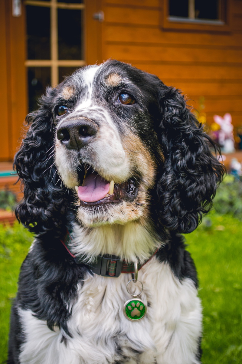 wildlife, springer, animal, canine, grass, spaniel, focus on foreground, mammal, looking, garden, pet collar, vertebrate, mouth open, domestic animals