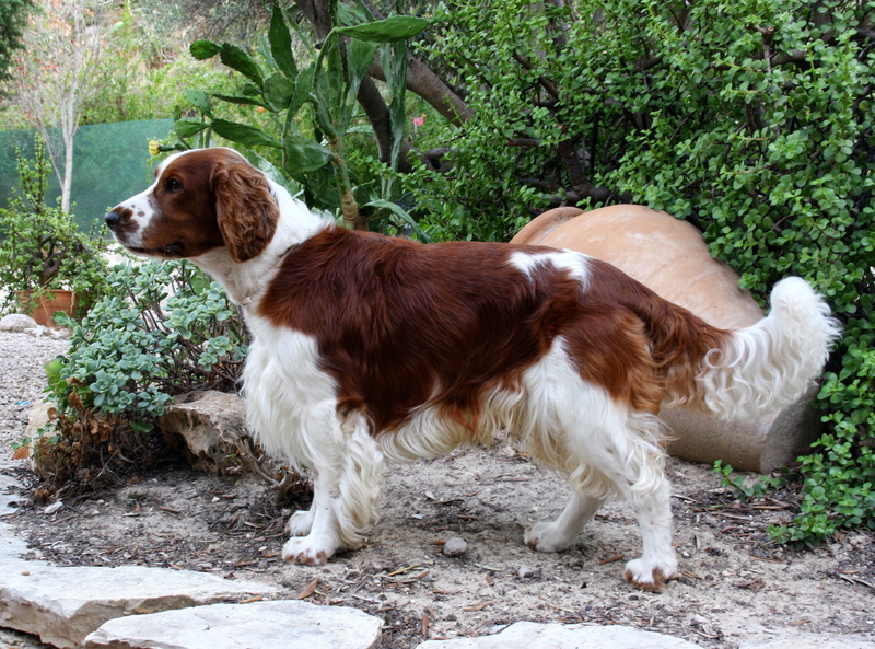 domestic animals, plant, field, full length, one animal, nature, outside, day, vertebrate, welsh springer spaniel, green color, no people, looking, animal themes