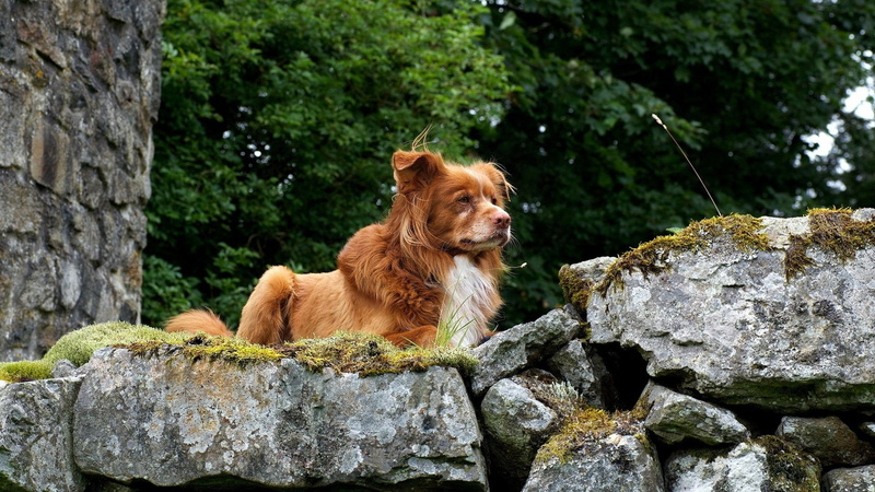 springer spaniel, sporting dog, focus on foreground, outdoors, canine, pets, domestic, rock - object, vertebrate, animals, one animal, animal, cocker spaniel