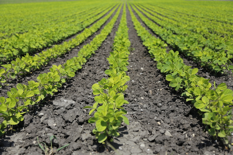 dirt, rural scene, landscape, person, growth, vegetable, no people, crop production, crop, bauer, gardening, food, 5K, plant, plantation, outdoors, beauty in nature