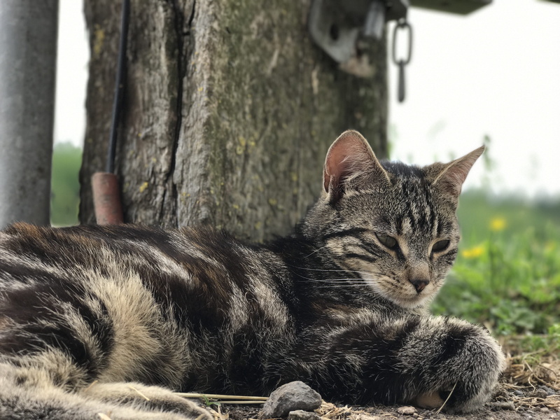 fur, no people, nature, outdoors, Cat, plant, animal themes, tree, kitten, striped, whisker, cute, animal, 4K, domestic Cat, day, close-up, focus on foreground
