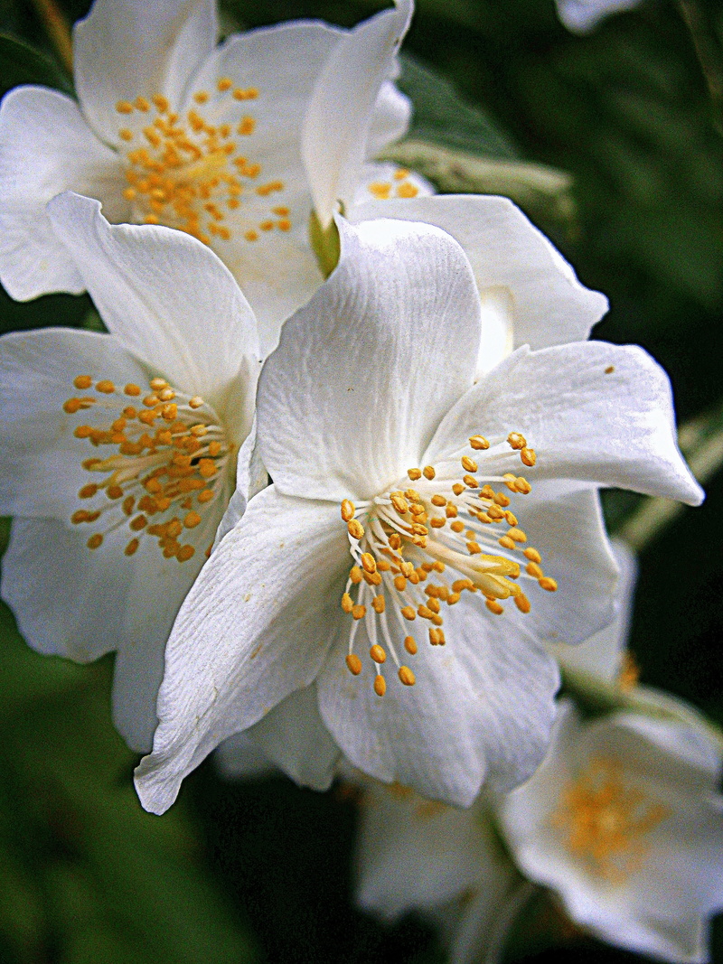 Summer Jasmine, flora, fragrance, flowering plant, mock orange, springtime, close, no people, focus on foreground, bauer, flowering time, philadelphus coronary