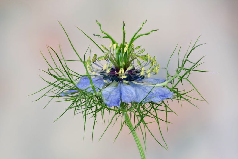 freshness, damask black cumin, blue, plant, sepal, flower, flowering plant, growth, flower head, 4K, beauty in nature, bauer garden plant, vulnerability