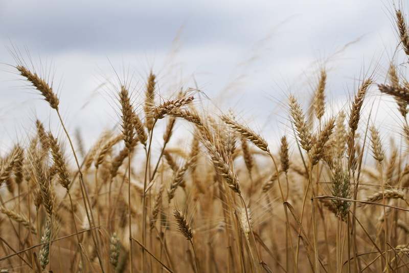 arable, bio, focus, cereal plant, wheat field, land, summer, ecology, seed, beauty in nature, harvest time, backgrounds, ripe, field, outdoors, agricultural economics