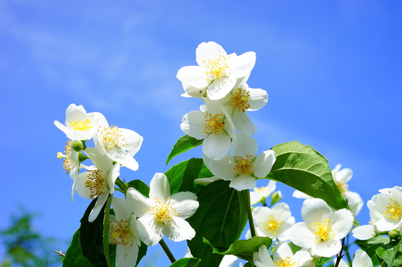 bauer jasmin, flowers, pollen, fragrant, mock orange, philadelphus coronary, white color, nature, blossom, freshness, smell, outdoors, vulnerability, jasmin