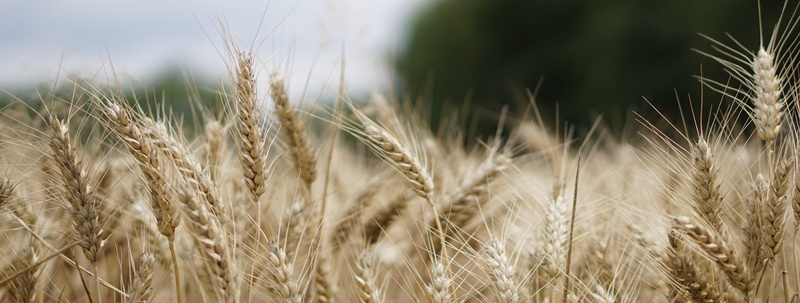photography, close-up, ecology, bauer, cereal plant, growth, the agricultural industry, environment, food, agricultural economics, barley, earth, outdoors