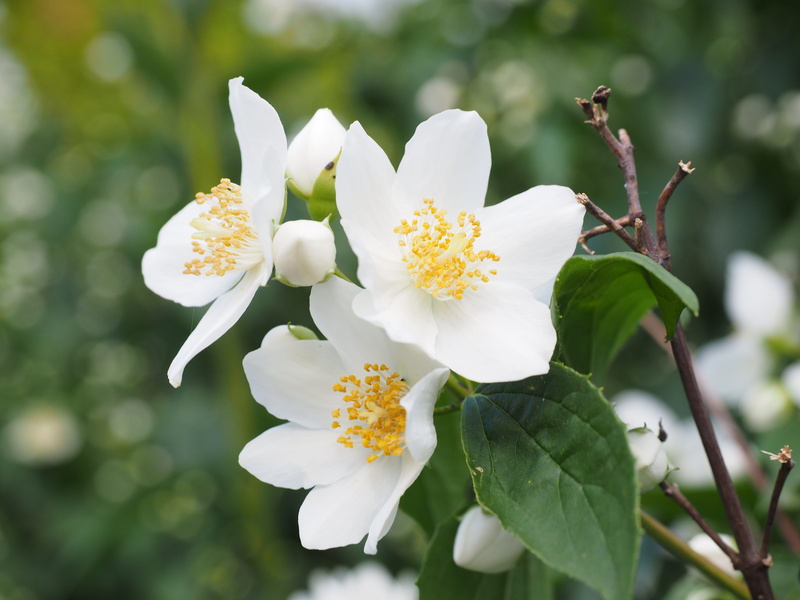 plant, ornamental shrub, close-up, mock orange, flowers, outdoors, focus on foreground, petal, flower head, no people, hydrangeaceae, bush, pollen, day