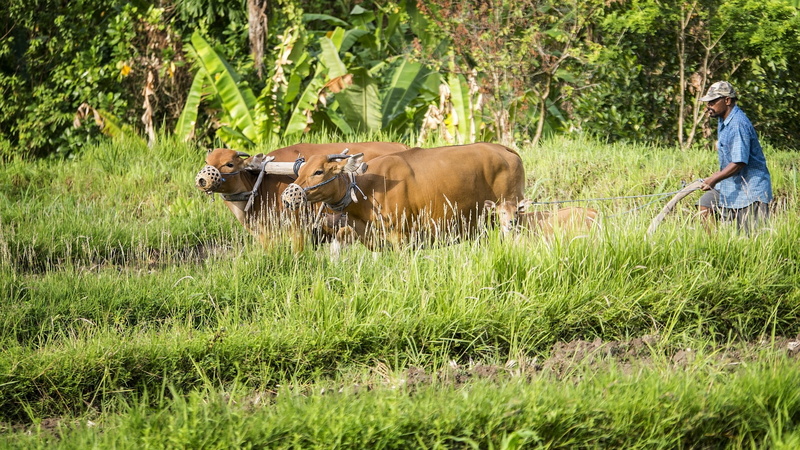 domestic animals, Bauer, grass, livestock, traditionally, 1080P, nature, group of animals, day, animal, one person, growth, real people, brown, animal themes