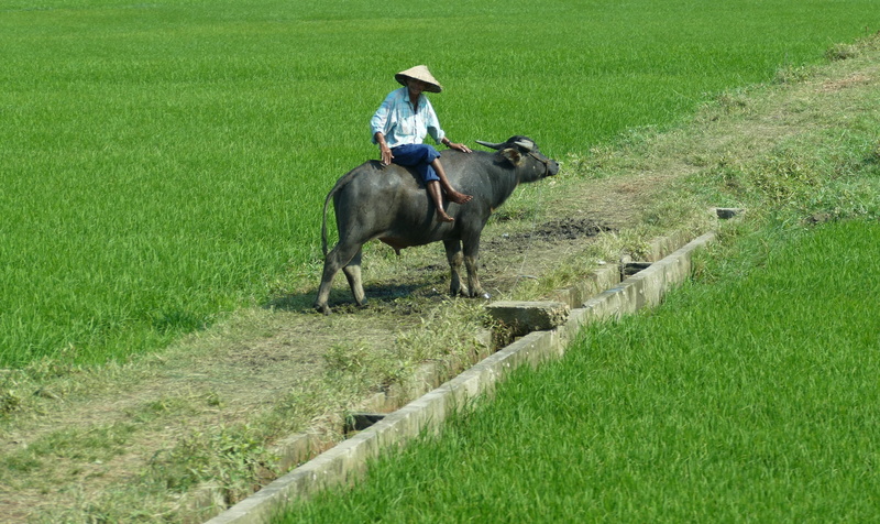 day, ride, rice, riding, group of animals, animal themes, ox, 4K, herbivorous, mammal, Vietnam, buffalo, water buffalo, horse, running, vertebrate, livestock