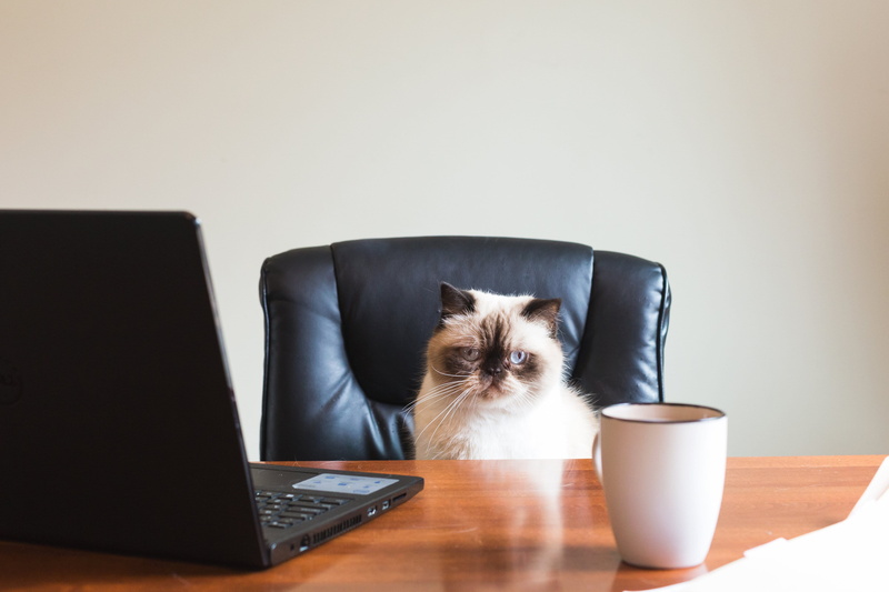 Coffee, photo, communication, domestic cat, kitten, Office, Business, connection, animal, animal head, computer, no people, using laptop, Pets, animal themes