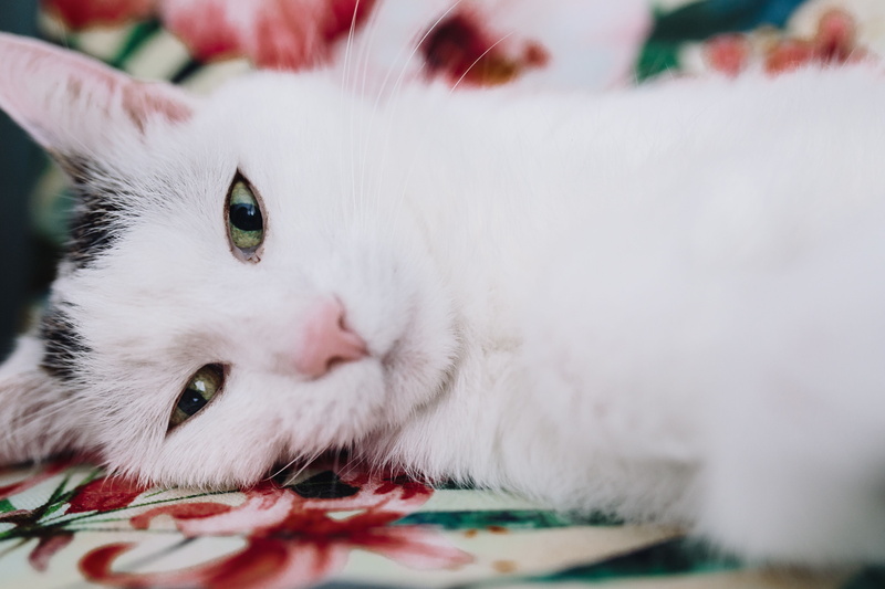 support, domestic, element, domestic Cat, domestic Animals, lying down, looking at camera, white color, relax, nap, lazy, no people, 5K, animal head, cuteness