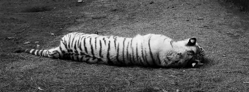 field, feline, nature, pets, full length, sleeping, zoo, high angle view, lying down, relax, vertebrate, cat, domestic, predator, white tiger, land, siesta
