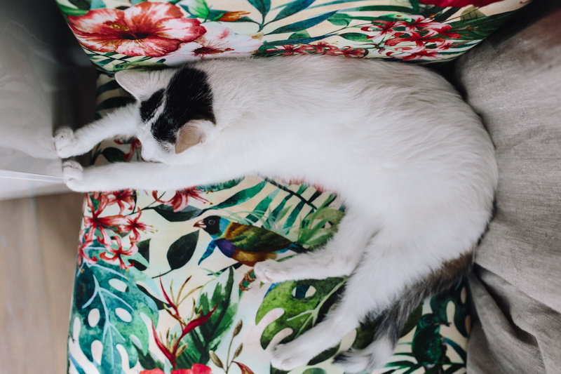 nap, indoors, relax, pets, floral pattern, furniture, unit, domestic, siesta, wall unit, relaxation, feline, cute, domestic cat, vertebrate, softness, lying down
