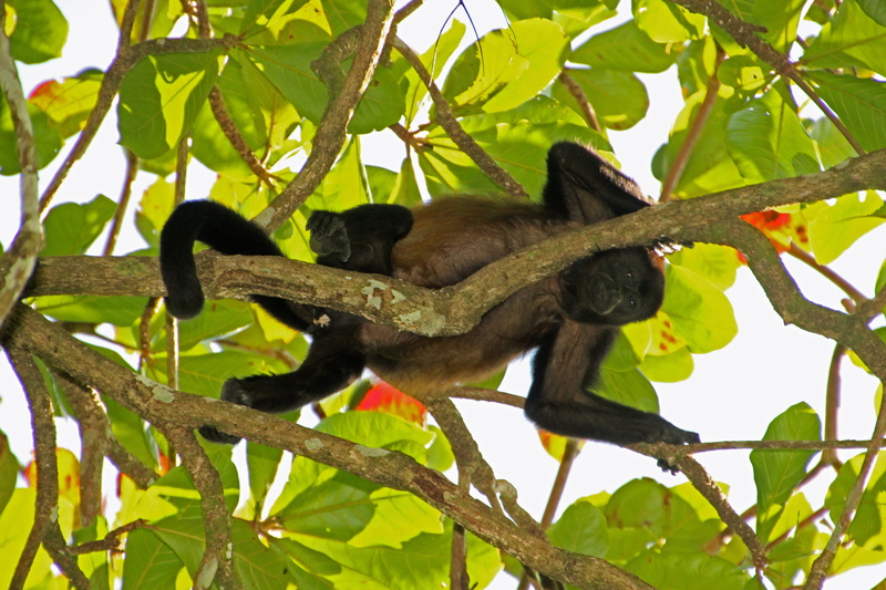 costa rica, young animal, nature, mammal, animals in the wild, climb, plant part, tree, animal wildlife, leaf, animal themes, no people, 5K, primate, branch