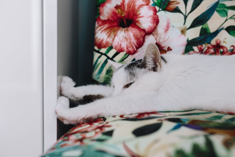 domestic animals, no People, furniture, softness, animal themes, indoors, essential, Essential element, kitten, snow, vertebrate, resting, lazy, relaxation
