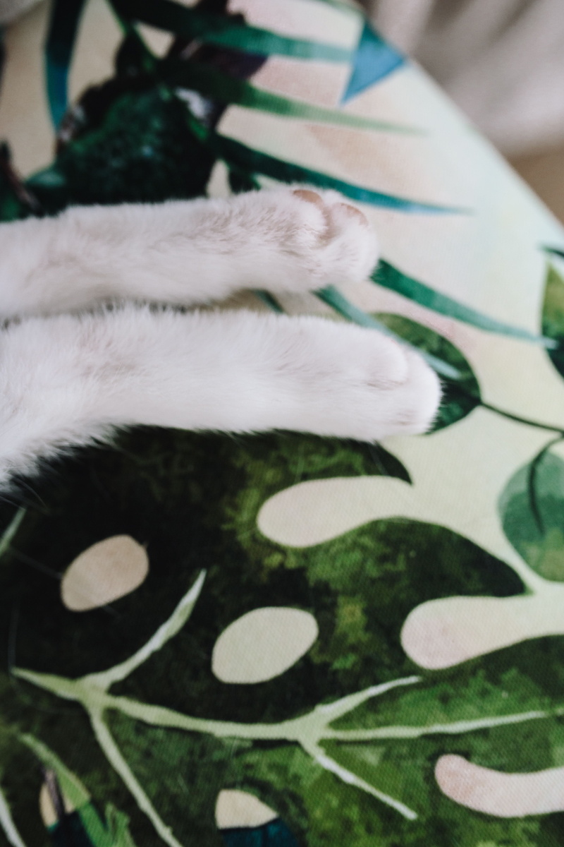 no people, high angle view, dog, wall unit, domestic cat, pets, siesta, day, cat, one animal, relax, animal leg, nap, indoors, sleeping, softness, kitten