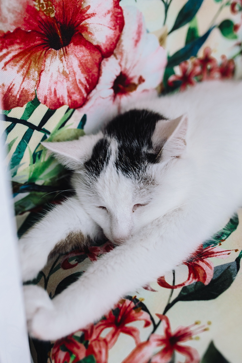 kitty, kitten, nap, domestic Cat, sleeping, pets, one animal, whisker, essential, lazy, plant, white, vertebrate, pet, cat, 5K, young Animal, resting