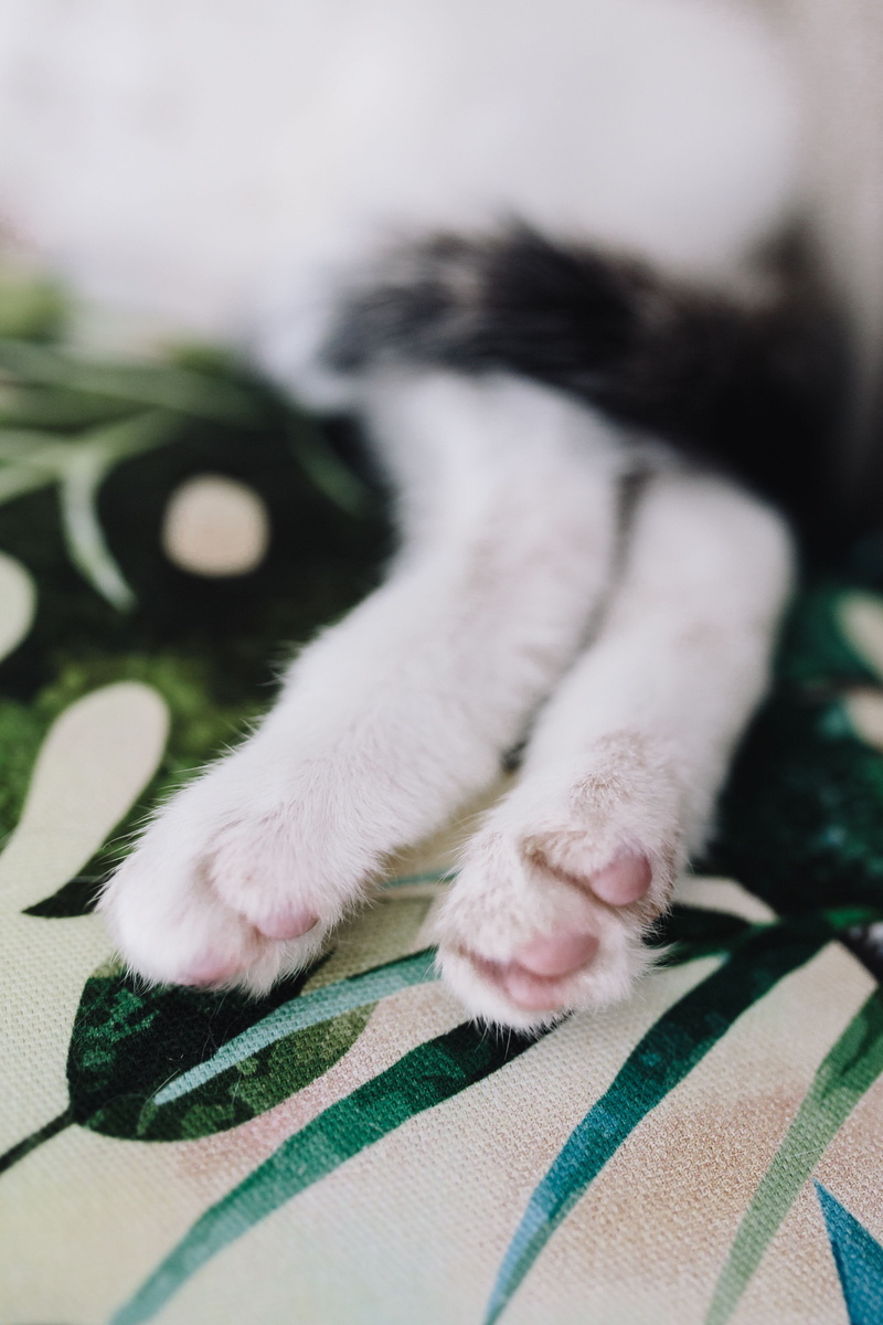 cute, 4K, element, unit, domestic, pets, relaxation, kitten, cat, wall unit, bed, animal head, feline, sleeping, blanket, mammal, kitty, essential, animal