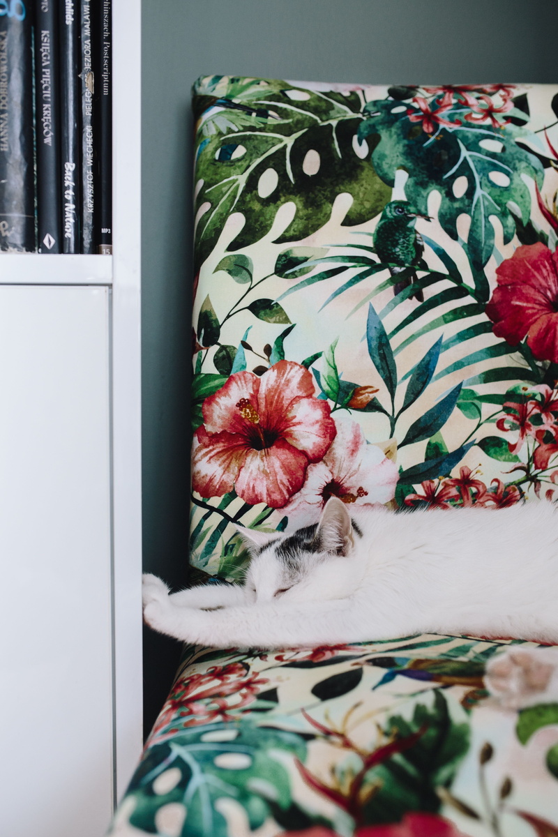 floral pattern, wall unit, wall, domestic, cushion, lazy, unit, pet, animal, bed, softness, leaf, domestic Room, kitten, decor, element, pattern, relax