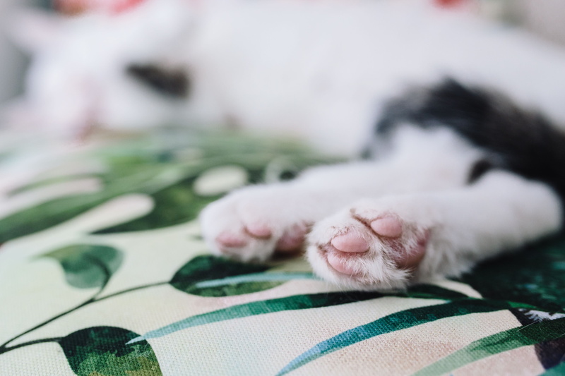 white cat, support, cuteness, indoors, relax, mammal, relaxation, asleep, eyes closed, kitten, no people, bed, pets, vertebrate, wall, wall unit, sweet