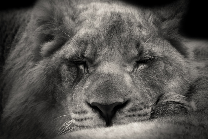 photo, no people, sleeping, mammal, animal head, africa, sweet, animal wildlife, click, siesta, pets, animal, lion, 4K, cat, domestic animals, animal hair