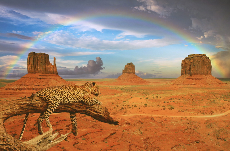 land, geology, red, horizon, lying, fantasy picture, concerns, elegance, siesta, light, lazing around, rest, national park, wild animal, physical geography