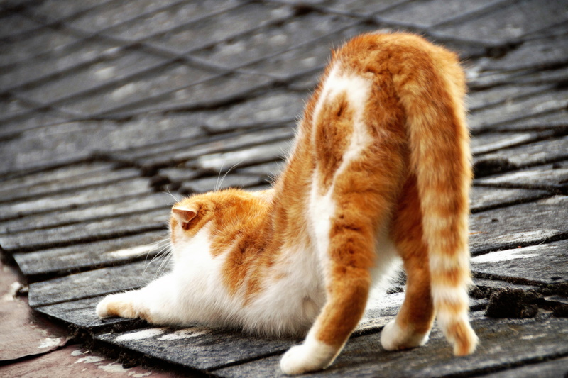 close-up, animal themes, on the housetop, animal, feline, domestic cat, no people, peace, domestic, after sleep, siesta, pets, sunlight, footpath, whisker