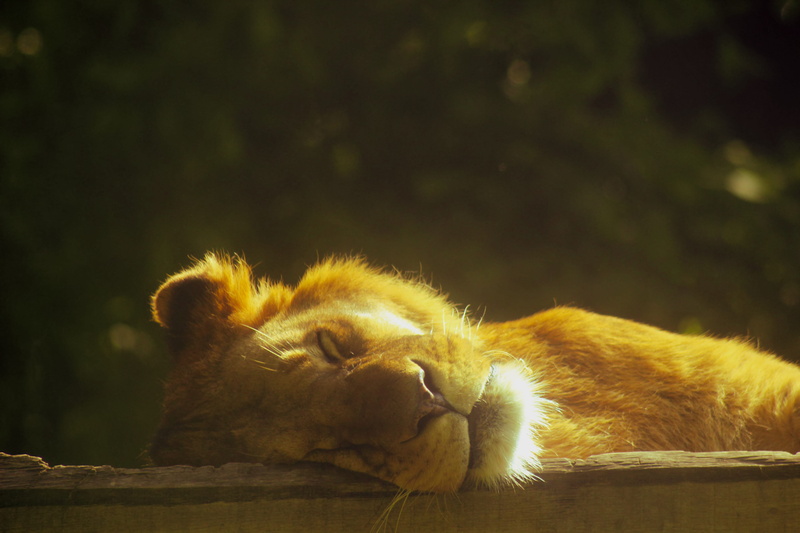 wildcat, predator, domestic, animal themes, tired, 5K, male, nature, relaxation, one animal, whisker, lying, big cat, animals in the wild, rest, feline