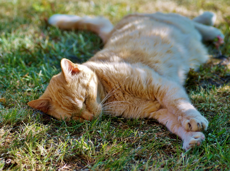 pets, lying, tomcat, lying down, feline, midday, sleep, rest, nature, animal, land, plant, fatigue, pet, home, domestic animals, domestic cat, domestic