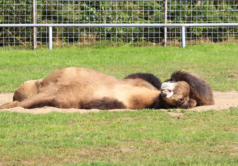 outdoors, relaxation, day, lying, animal themes, nature, peaceful, 2K, domestic, plant, boundary, no people, barrier, camel, group of animals, vertebrate