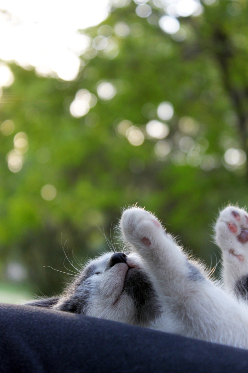 outdoors, black, tree, relaxation, rest, grey, white, feline, siesta, lying down, domestic, gata, cat, animal themes, short, no people, furred, focus on foreground