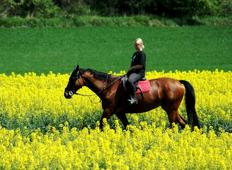 Field, vertebrate, grass, oilseed Rape, rest, land, riding, agriculture, pets, yellow, plant, siesta, animal wildlife, animal themes, rural Scene, Horse