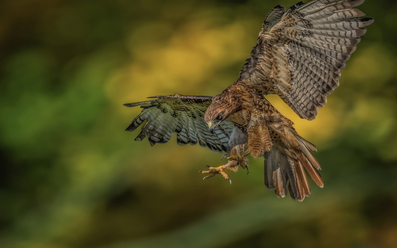 india, red, nature, close-up, north, flying, bird, much, prey, animal themes, outdoors, animal, zoology, canada, selective focus, tailed, alaska, west