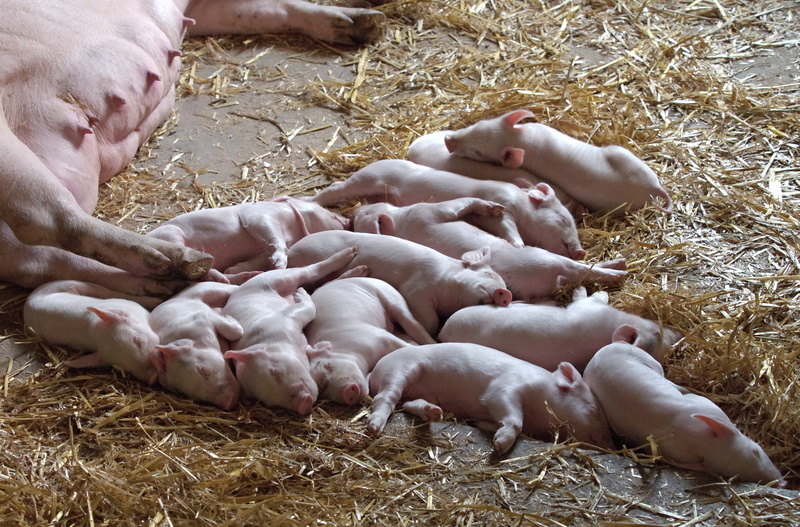 group of animals, 4K, quite, farming, young animal, generation, pets, product, sleep, sleeping, day, swine, young, large group of animals, animal themes