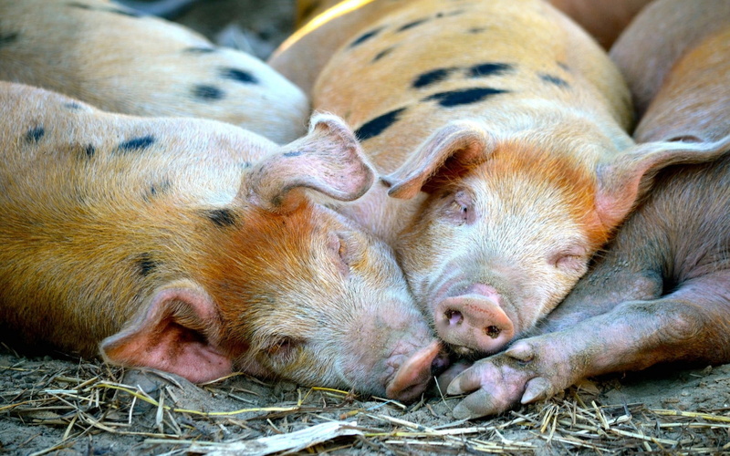 snout, pig, sleeping, black, four, nature, relaxation, no people, 720P, agriculture, domestic, mammal, domestic Pig, domestic Animals, sleep, brown, animal head