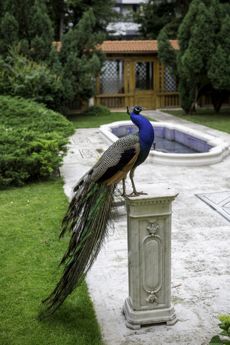 plant, Garden, vertebrate, architecture, Marble, built structure, nature, animals in the wild, marble pedestal, 5K, grass, green color, outdoors, bird