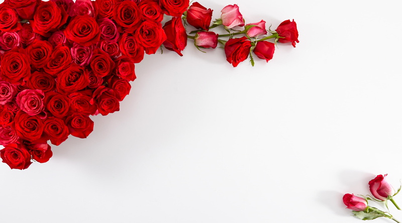 no people, floral, inflorescence, valentinesday, roses, studio shot, freshness, petal, Aero, White, proflowers, fragility, beauty in nature, Rose, Gift