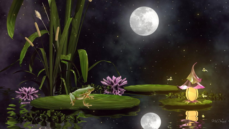 frog, lily pads, full moon, pond, firefox persona, cat tails, fire fly, frogs, fancy, 1080P, stars, reflection, fantasy