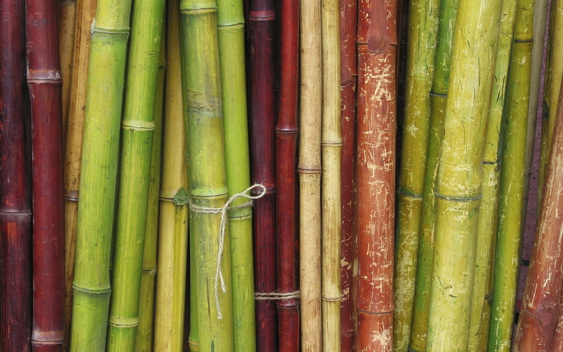 full frame, pattern, associated, 1080P, plant, choice, textured, high angle view, decoration, green Color, indoors, food and drink, bamboo - Plant, sticks