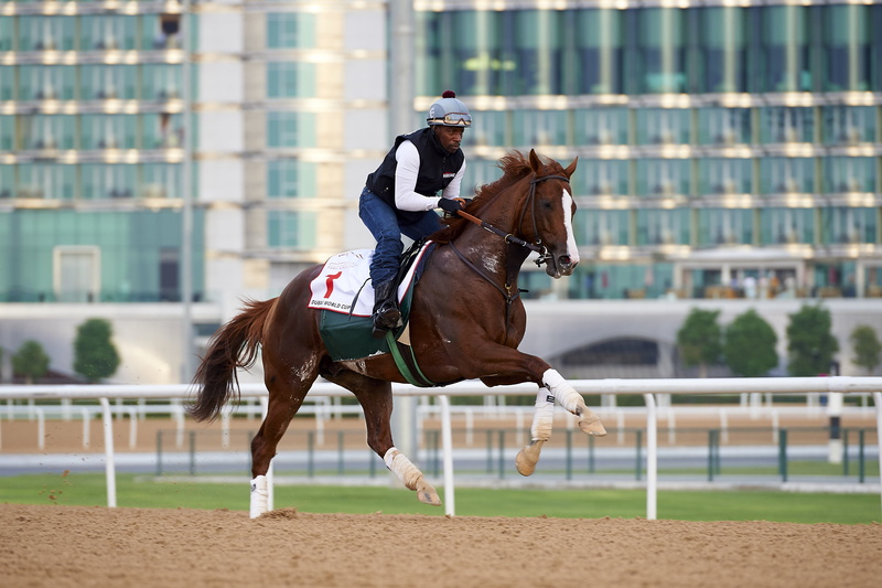 2K, sports Race, vertebrate, racehorse, running, real people, horseracing Track, animal wildlife, japan Racing Association, galloping, thoroughbred Horse