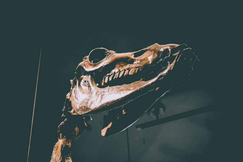 close-up, 4K, metal, gazelle, the la brea tar pits and museum, antelope, swimming, copy space, brown, animal wildlife, wildlife, light - natural phenomenon