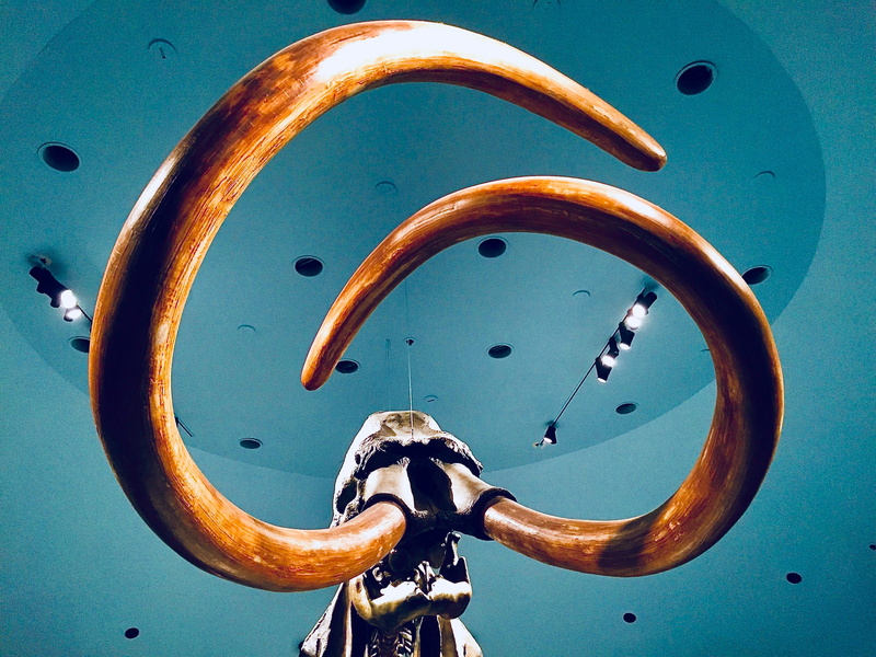 nature, protection, fossil, mammoth, indoors, united states, blue, tusk, handle, transportation, museum, mode of transportation, la brea tar pits and museum